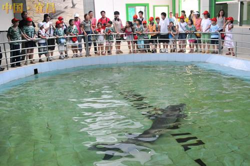 Chinese Sturgeon Garden