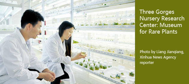 Three Gorges Nursery Research Center: Museum for Rare Plants