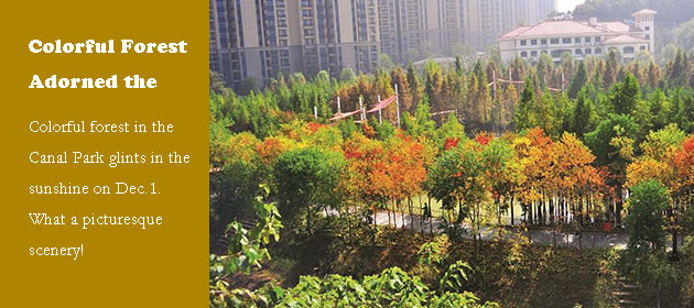 Colorful Forest Adorned the City
