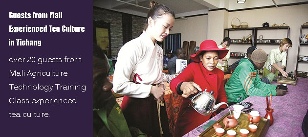 Guests from Mali Experienced Tea Culture in Yichang