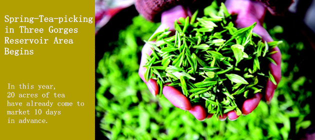 Spring-Tea-picking in Three Gorges Reservoir Area Begins