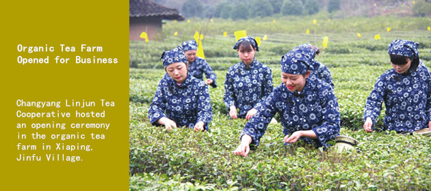Organic Tea Farm Opened for Business