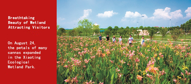 Breathtaking Beauty of Wetland Attracting Visitors 
