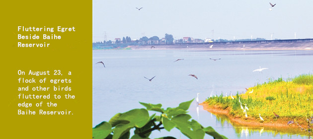 Fluttering Egret Beside Baihe Reservoir