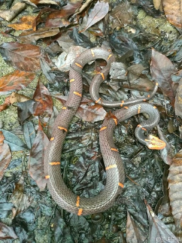 大老岭再现白头蝰