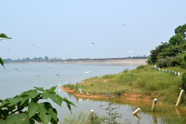 成群的白鹭扇动着翅膀,掠过当阳王店双莲村旁的白河水库大坝.